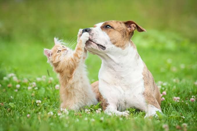 How to Keep Your Pet Healthy and Happy: A Complete Guide